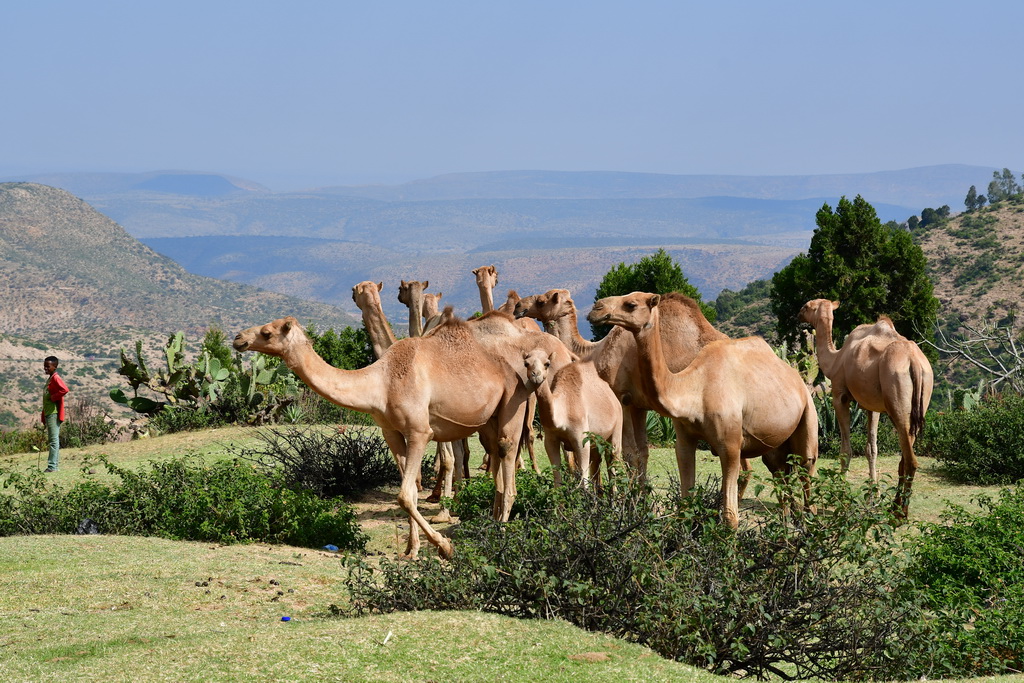 Dire Dawa to Harar